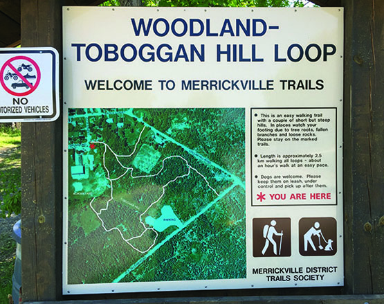 Woodland toboggan hill loop