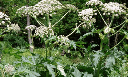 giant hogweed