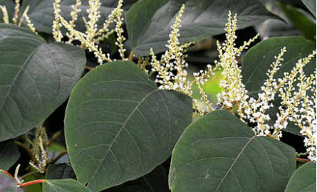 Japanese Knotweed