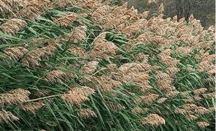 Phragmites