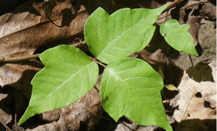 Poison Ivy