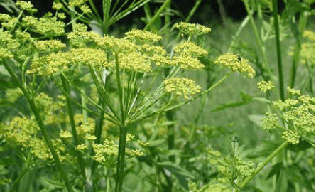 wild parsnip